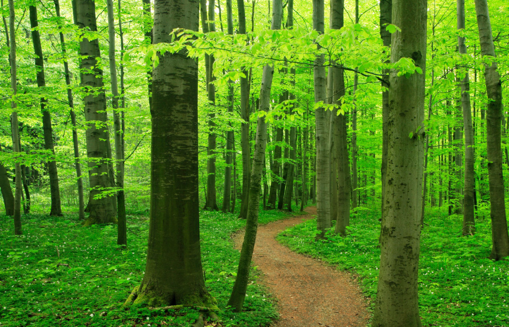 Image of a forest ecosystem