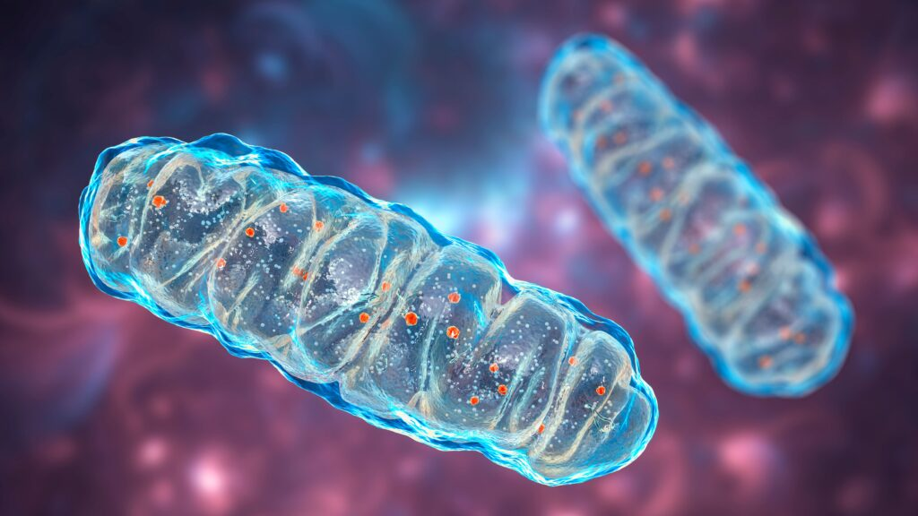 Image of mitochondria